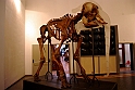 Museo Di Scienze Naturali - Animali 67